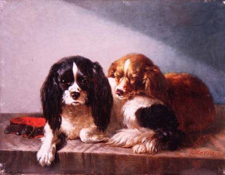 King Charles Spanies - Vincent de Vos